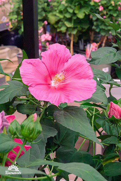 Nos pelargonium en jardinerie